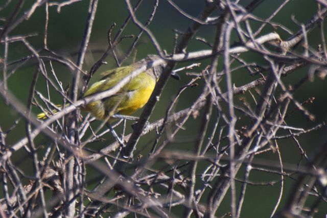 A Bokmakierie in a tangle of branches