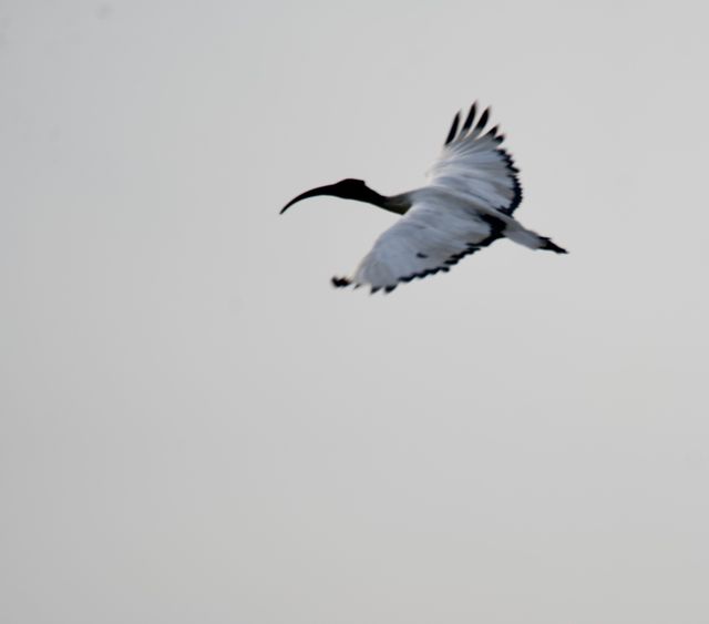 An adult African Sacred Ibis flying, wings outstretched