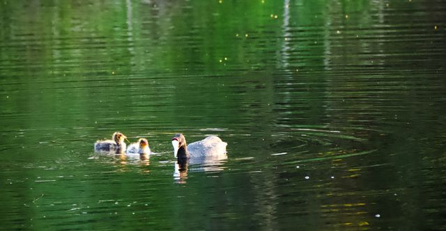 An adult Red-knobbed Coot and two chicks swimming on a dam, in the late afternoon