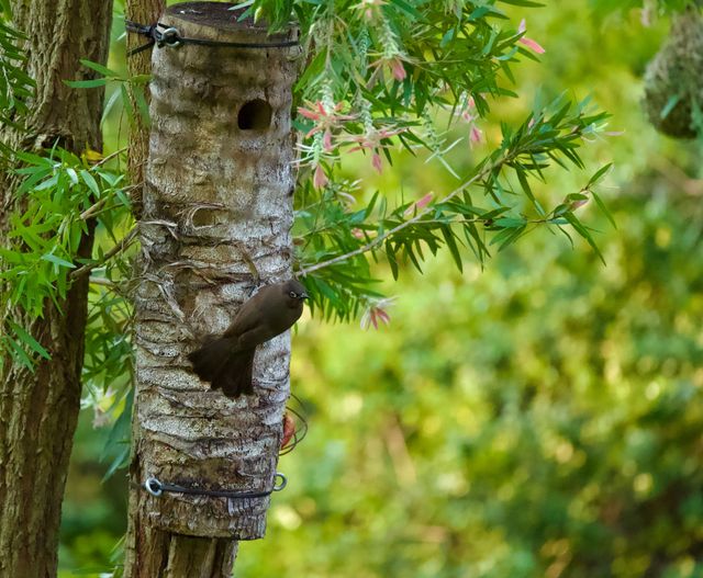 Saw a pair of these Bulbuls drinking, and inspecting this nesting log