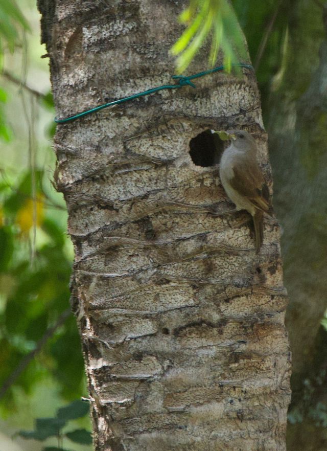 A Southern Grey-headed Sparrow adding nesting materials to a nesting log