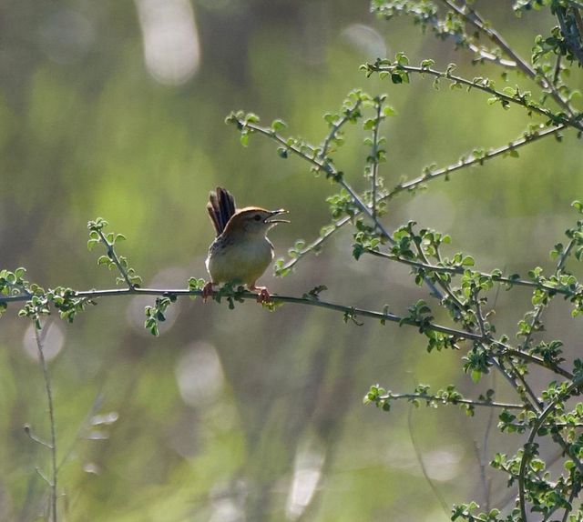A Grey-backed Cisticola perched and calling from a bush