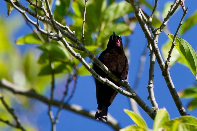A male Amethyst Sunbird preening in the afternoon sun