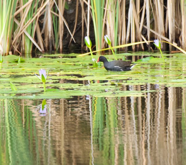 A Common Moorhen sifts through the water-lily leaves and pond weeds for food.
