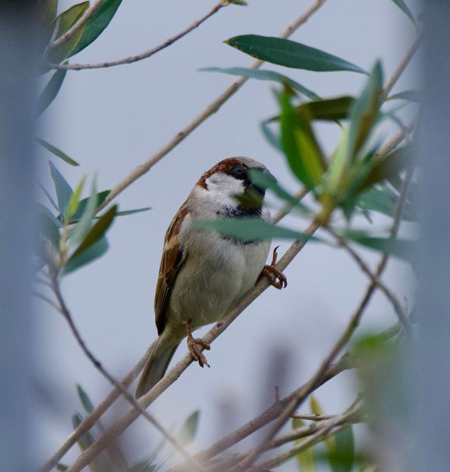 A male House Sparrow perched in an Olive Bush