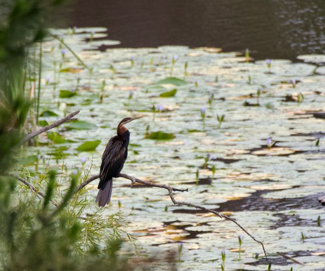 An African Darter sits on a submerged tree, above the lillies and reeds of the McKenzie Dam.