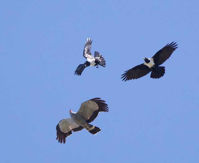 Two Pied Crows mobbing an African Harrier-hawk and it's offspring in mid-flight
