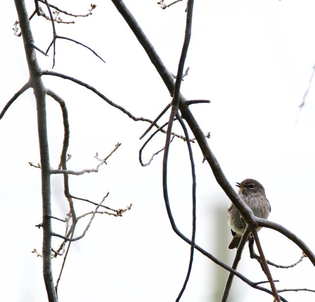 An African Dusky Flycatcher perched in a newly-budding tree