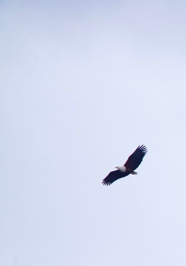 A Fish Eagle was being mobbed by Crows near its usual roosting spot at the upper Langverwacht dam
