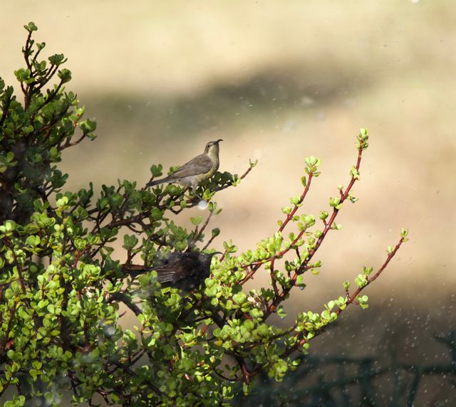 A mating pair of Amethyst Sunbird showering in garden sprinklers, perched in a spekboom.