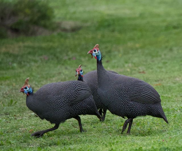 Three adult Helmeted Guineafowl running across the lawn