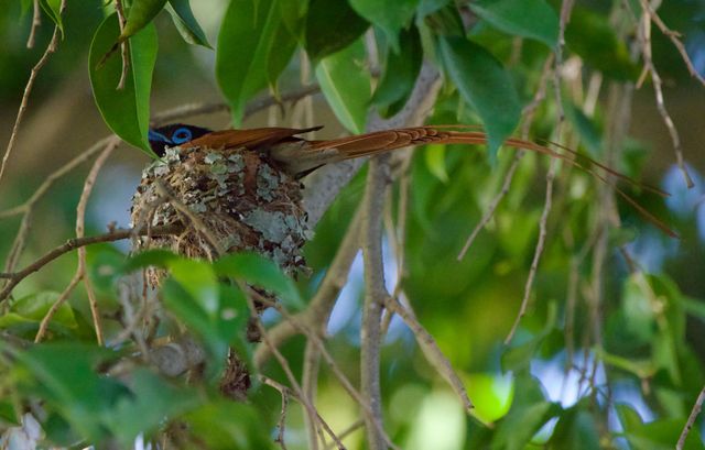A male African Paradise Flycatcher sitting on its nest.