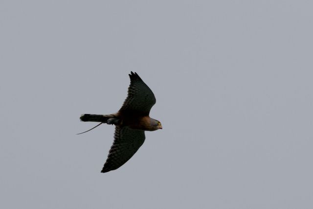 A Kestrel with a mouse or rat clutched in its claws