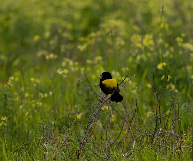 A male Yellow Bishop perched on a leafless bush in a meadow