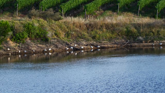 Fourteen African Sacred Ibises on the muddy bank of one of the wine farm's dams