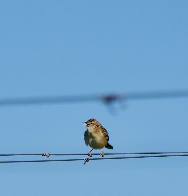 A Zitting Cisticola perched on a wire, calling.