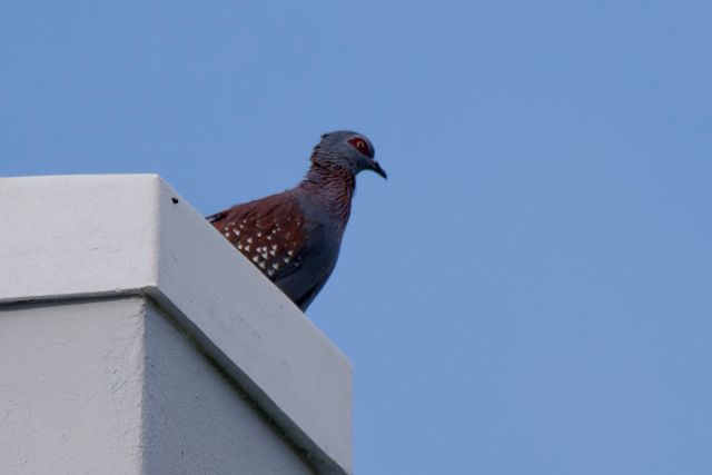A Speckled Pigeon perched on top of a chimney in the Lifestyle Estate