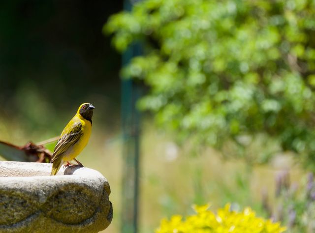 An adult male Southern Masked Weaver perched on the edge of a bird-bowl