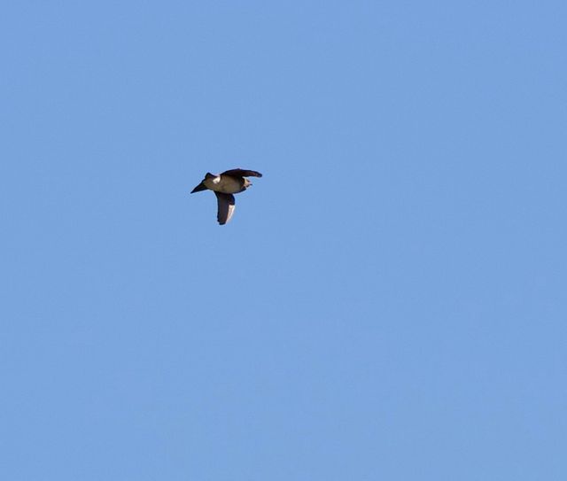 This Martin was doing orbits around the nearby pine trees. We suspect it was on alert or its nest was threatened.
