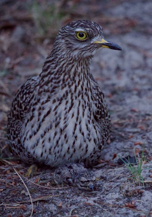 An adult Spotted Thick-knee sits over their newly-hatched chick