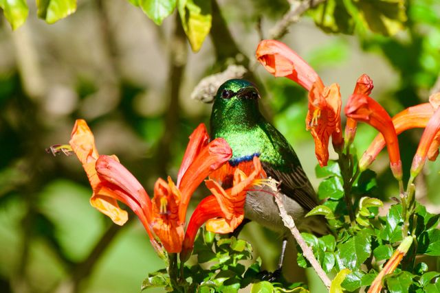 A male Southern Double-Collared Sunbird obsessively feeding from the Cape Honeysuckle