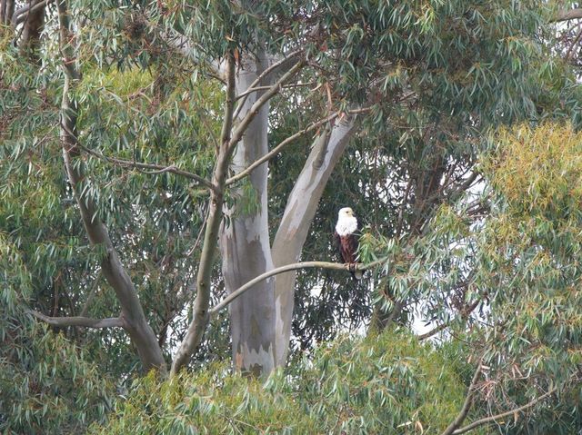An African Fish Eagle perched in a Eucalyptus tree