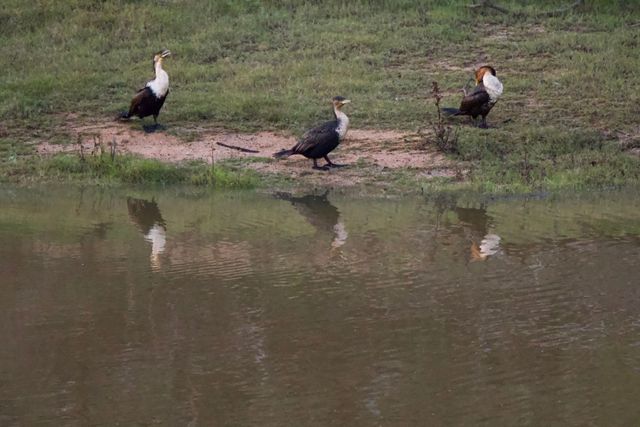 A trio of White-breasted Cormorants were drying their wings on the bank of the lower irrigation dam