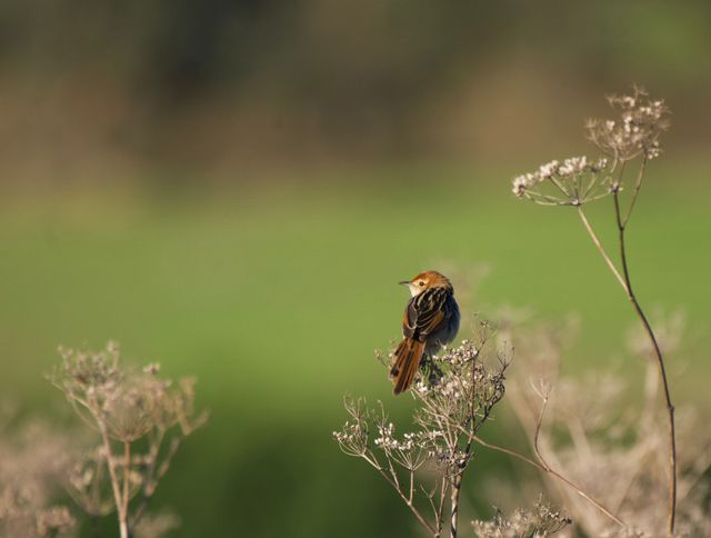 A solitary Levaillant's Cisticola perched on Fennel, near the lower irrigation dam