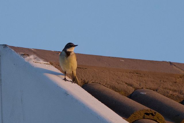 A Cape Wagtail perched on the roof of one of the Country Estate houses, calling