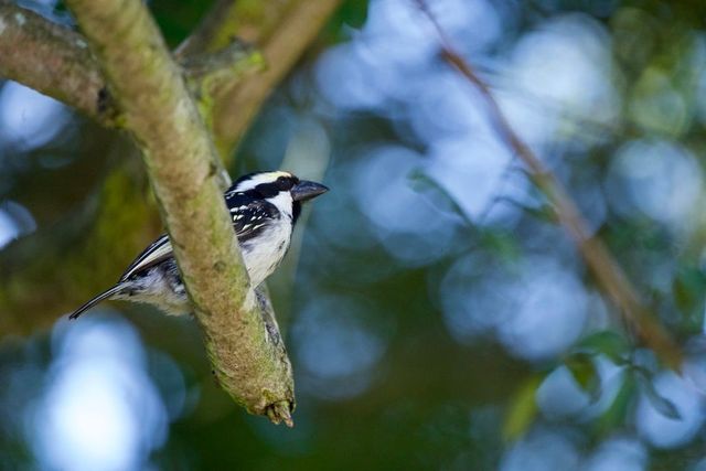 An Acacia Pied Barbet perched on the branch of a Brazillian Pepper Tree