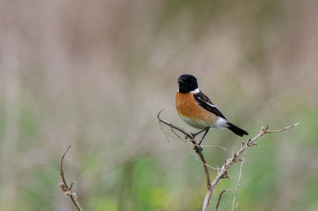 An African Stonechat showing off from a high-perch in a leafless bush