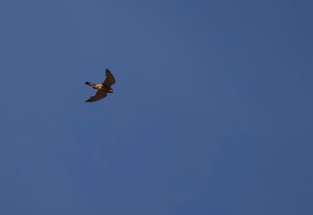 An adult Rock Kestrel with prey clutched in its claws as it flies home