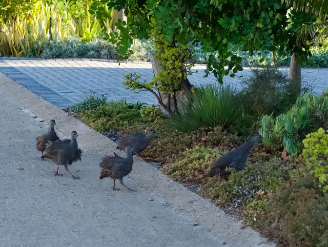 A small flock of Spurfowl battle the wind while crossing the road inside the Lifestyle Estate