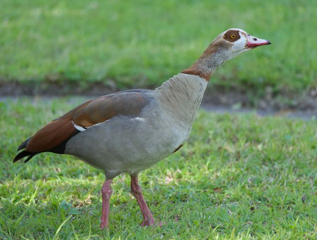 An adult Egyptian Goose spooked by the photographer