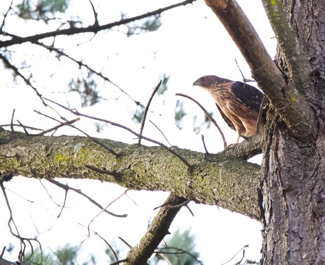 A juvenile Black Sparrowhawk perched halfway up a Stone Pine tree.