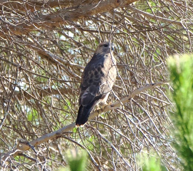 An adult Common (Steppe) Buzzard perched in a Pine tee