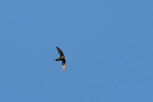 A White-rumped Swift high above the photographer
