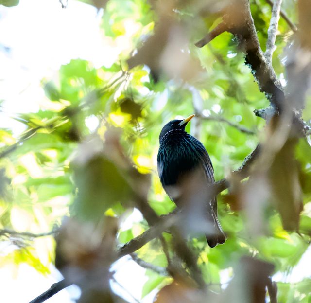 A Common Starling perched high up in an Oak tree