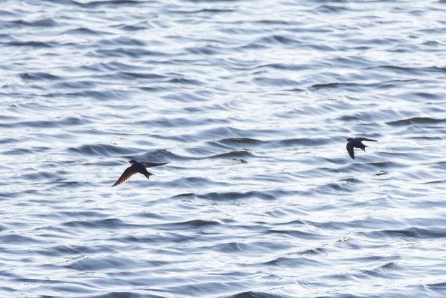 A duo of White-throated Swallows were catching insects above the irrigation dam