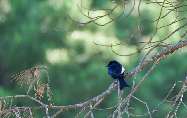 A Fork-tailed Drongo sitting high up in the Stone Pines