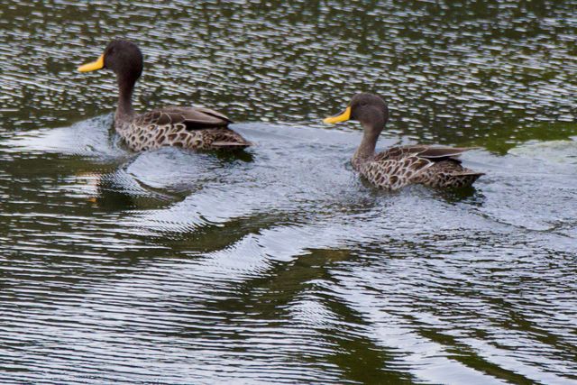 Two adult Yellow-billed Ducks paddle away from the photographer