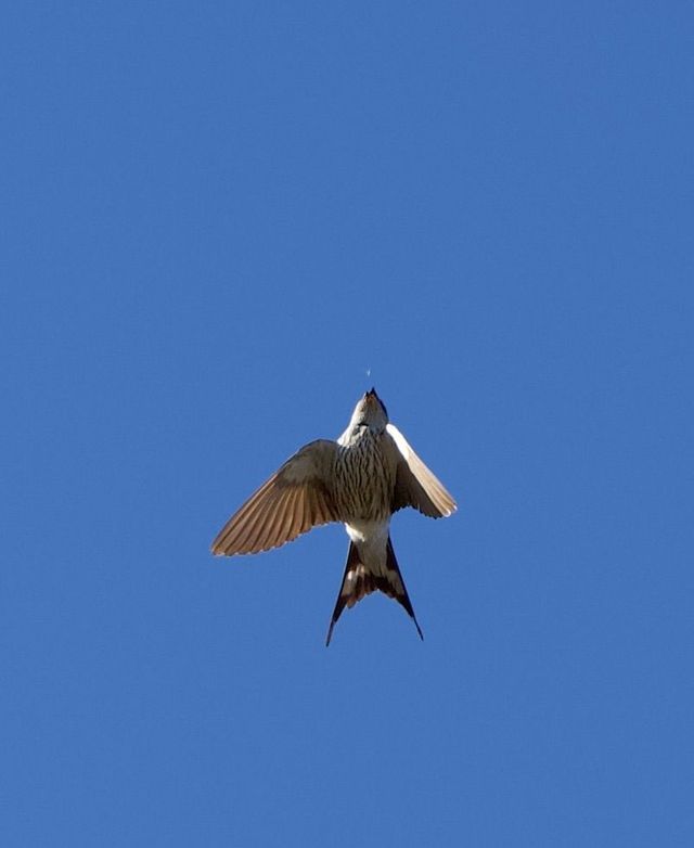 An adult Greater Striped Swallow catching a bug in midair