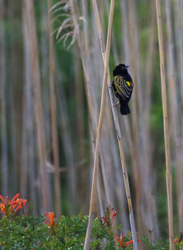 A male Yellow Bishop in almost full breeding plumage