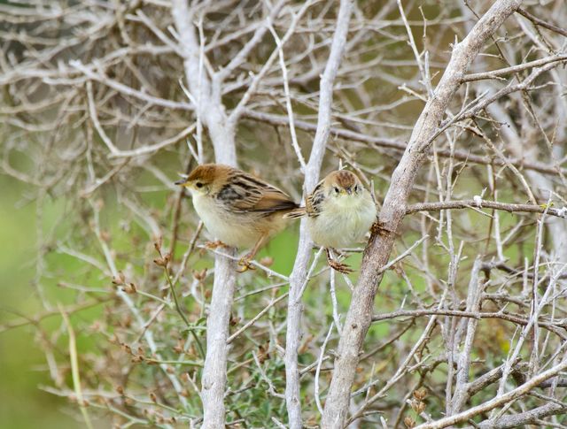 Two juvenile Levaillant's Cisticolas hanging out in a bare shrub