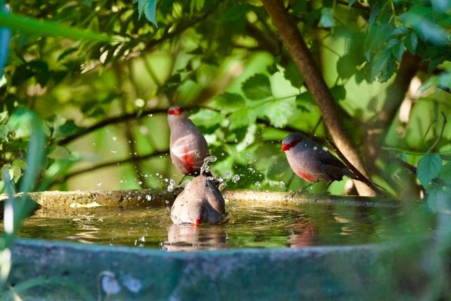 A flock of Common Waxbills bathing in a bird bowl