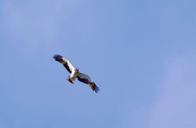 A Booted Eagle was being harassed by two Pied Crows above the lower Lifestyle Estate dam