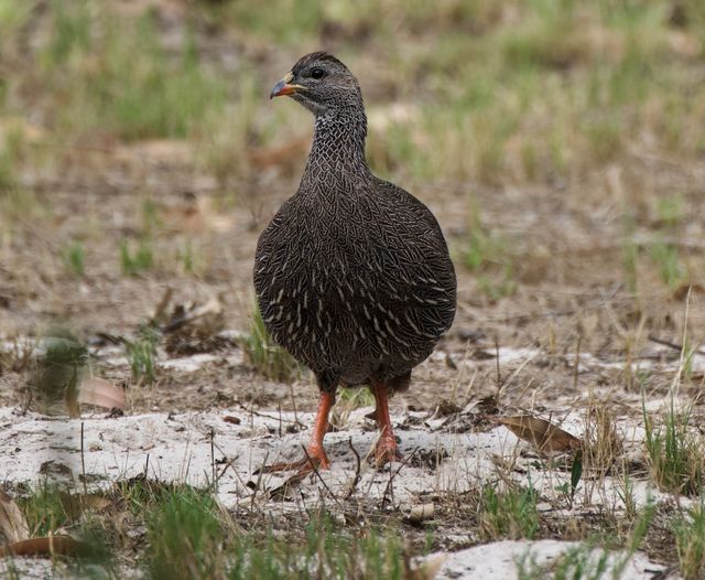 An adult Cape Spurfowl standing alert over sandy and grassy terrain