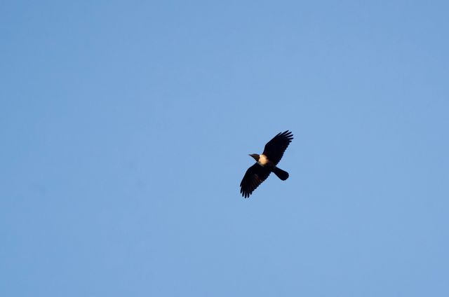 A Pied Crow in flight, wings fully-extended