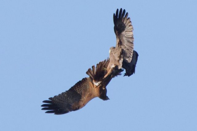 A pair of Yellow-billed Kites wrestle with their talons in mid-flight