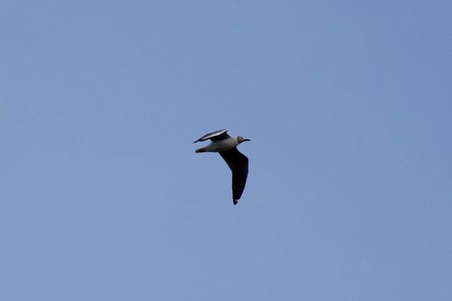 A Grey-headed Gull flying south west over the Village